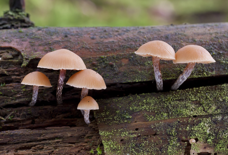 Galerina camerina